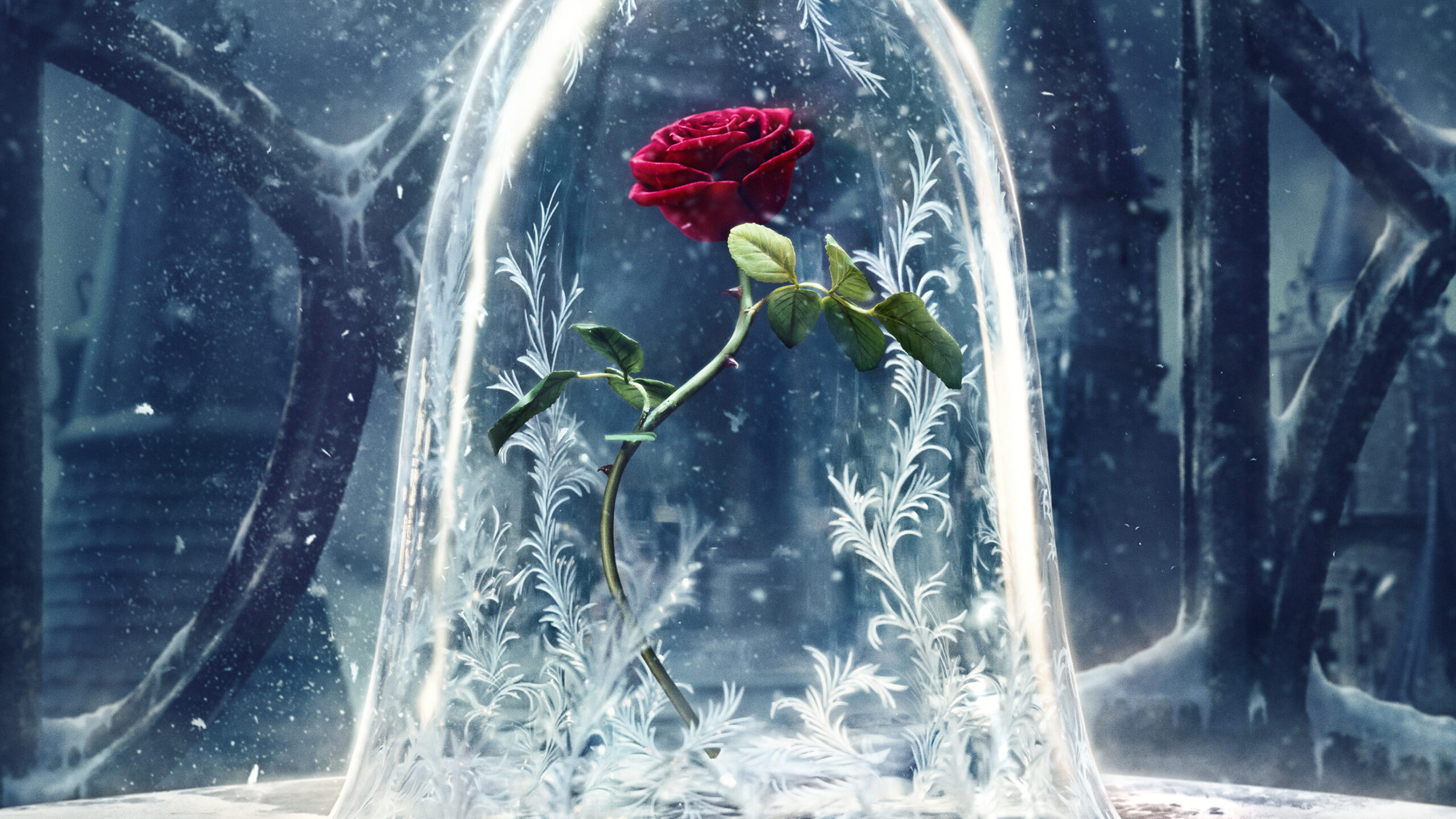 beauty and the beast 2764x1555 2017 movies disney rose 1261 scaled