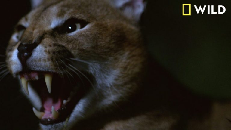 Dead by Dawn, a surpresa do Nat Geo Wild