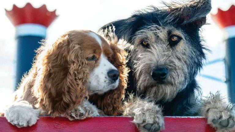 Protagonistas caninos em destaque na nova imagem de “A Dama e o Vagabundo”