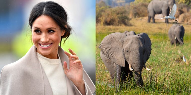 Meghan Markle vai narrar o documentário da Disney “Elefante”