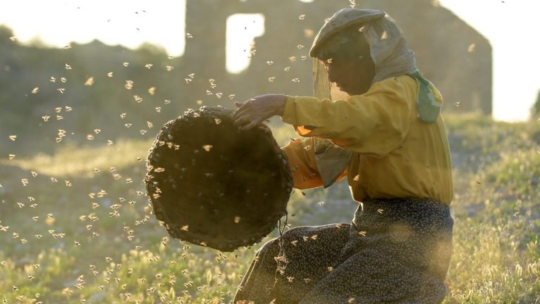 A domadora de abelhas mora em “Honeyland”